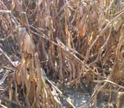 Lodging is a common indicator of stalk rot.